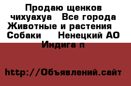 Продаю щенков чихуахуа - Все города Животные и растения » Собаки   . Ненецкий АО,Индига п.